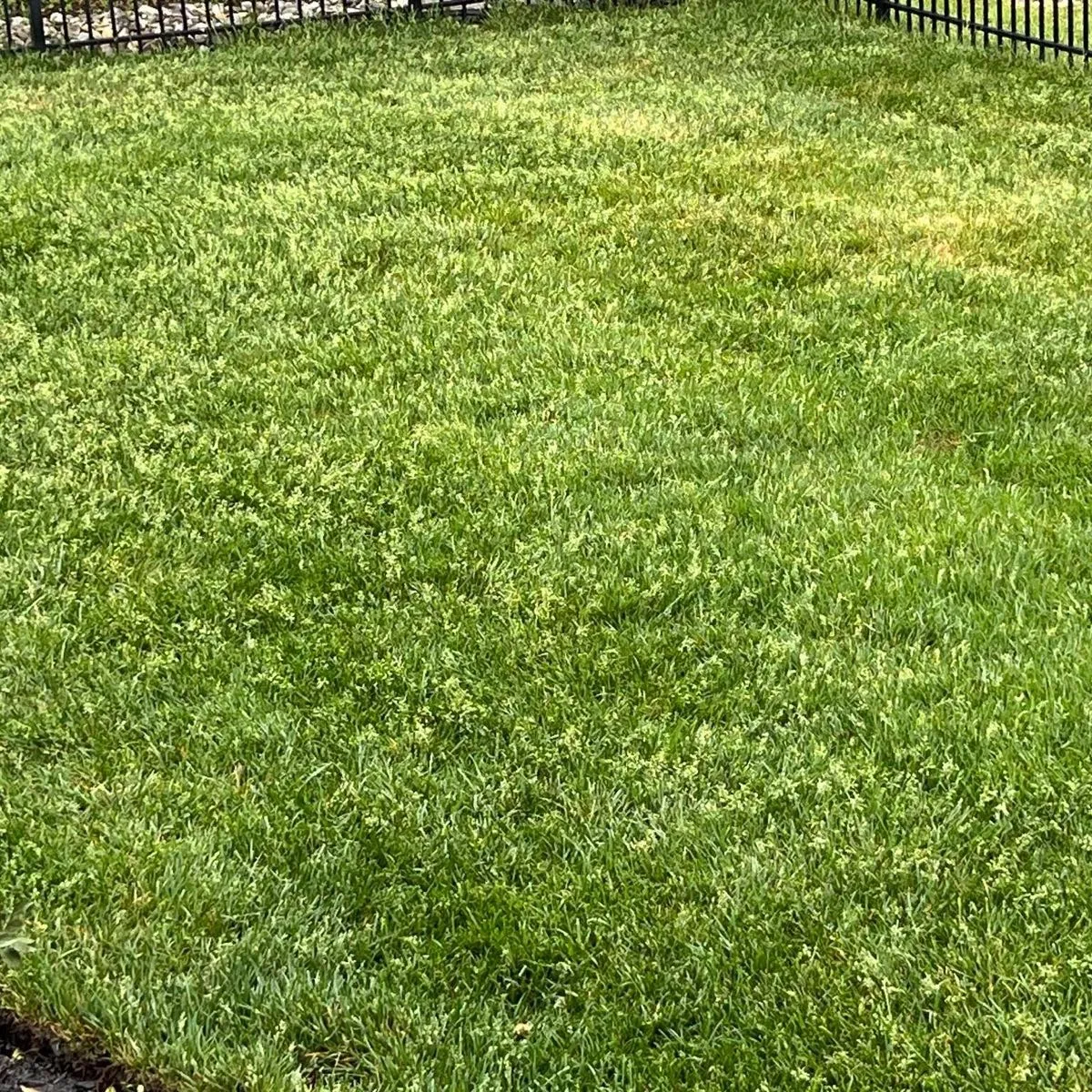 Thick, healthy green lawn maintained by AC Plant & Turf in Lewes, DE