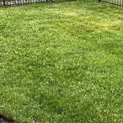 Thick, healthy green lawn maintained by AC Plant & Turf in Lewes, DE
