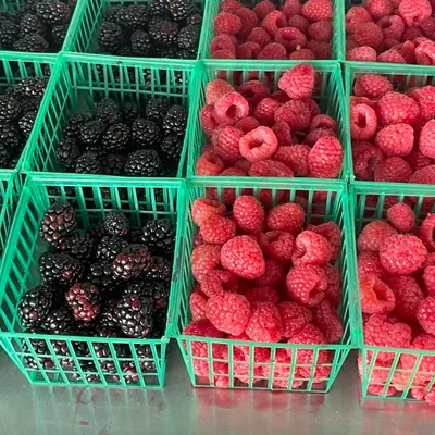 Baskets of fresh blackberries and raspberries at Oakley's Farm Market in Hebron, MD