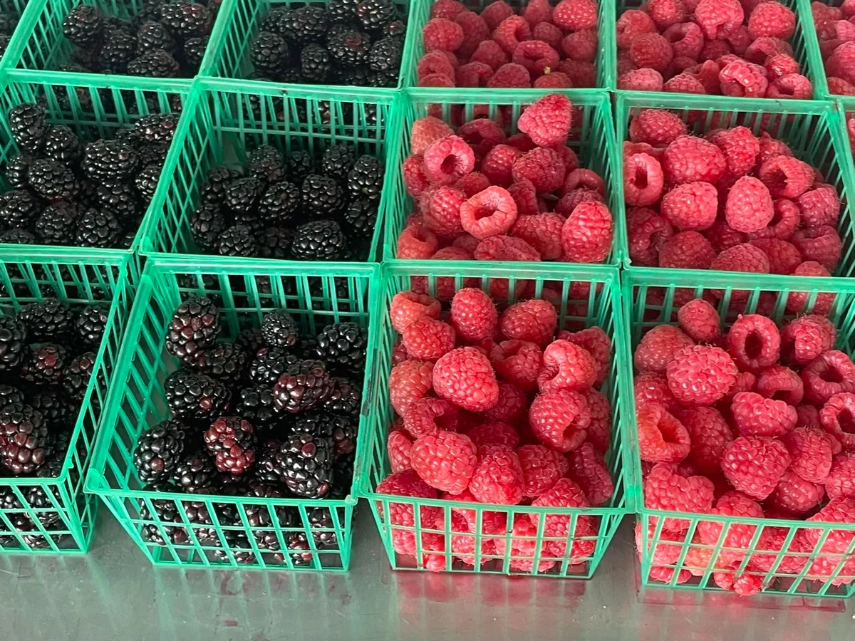 Baskets of fresh blackberries and raspberries at Oakley's Farm Market in Hebron, MD