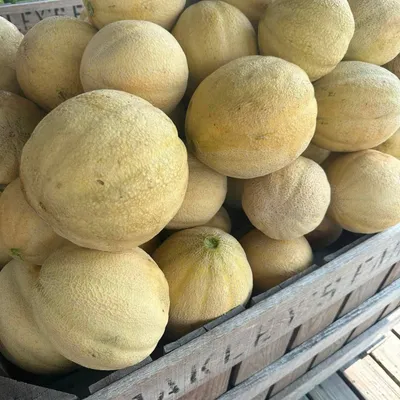 A bin of fresh cantaloupes at Oakley's Farm Market in Hebron, MD