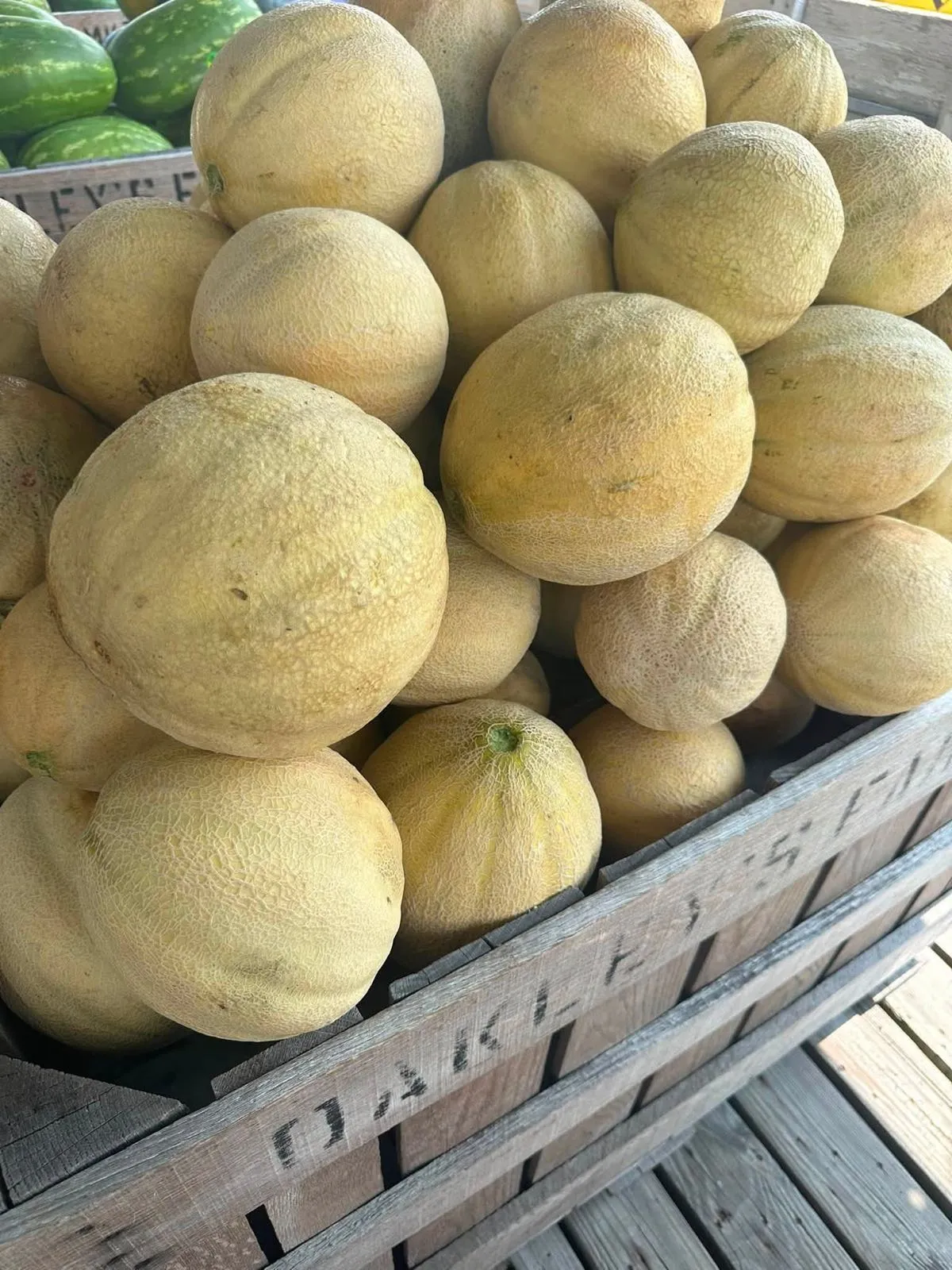A bin of fresh cantaloupes at Oakley's Farm Market in Hebron, MD