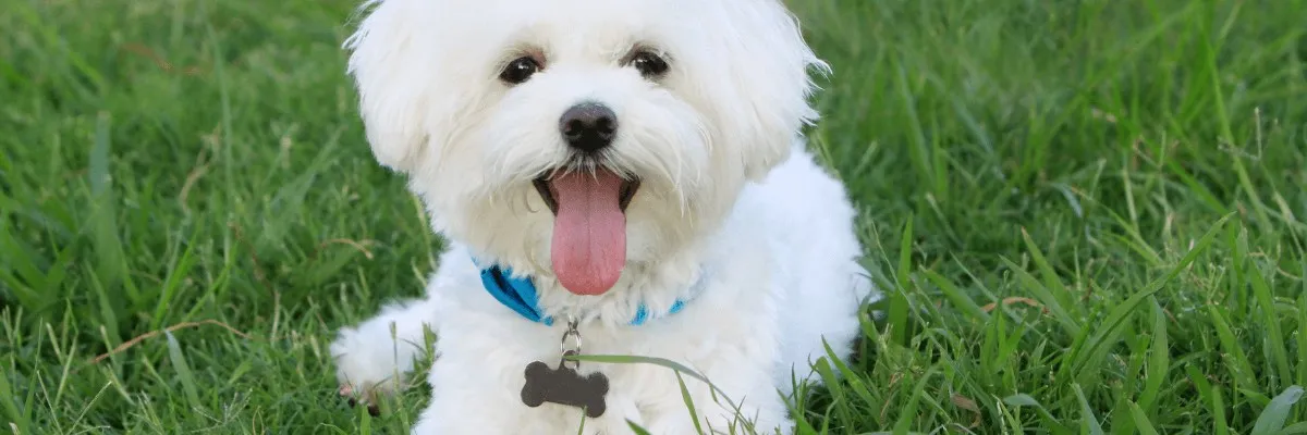 Pause for Paws banner